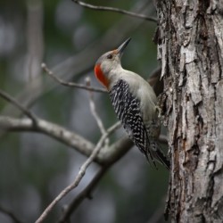 Red-Bellied Bark Forager